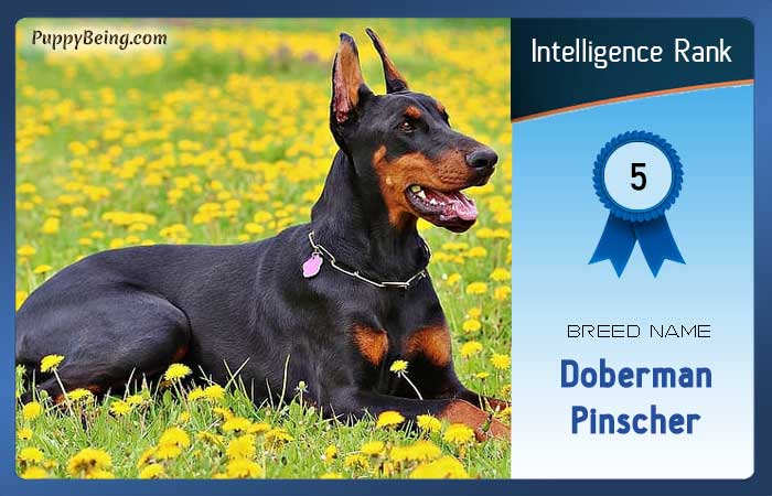 smartest dog breeds list intelligence rank 005 doberman pinscher