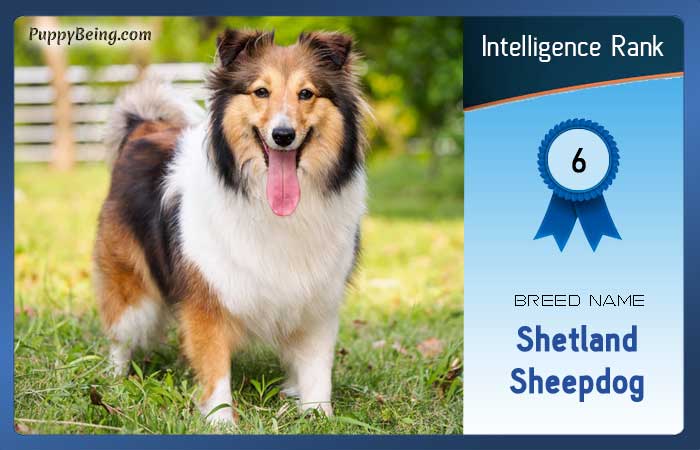 smartest dog breeds list intelligence rank 006 shetland sheepdog