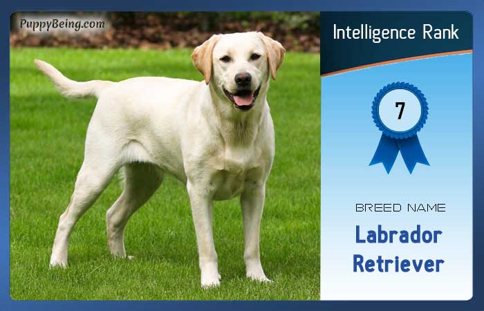 smartest dog breeds list intelligence rank 007 labrador retriever
