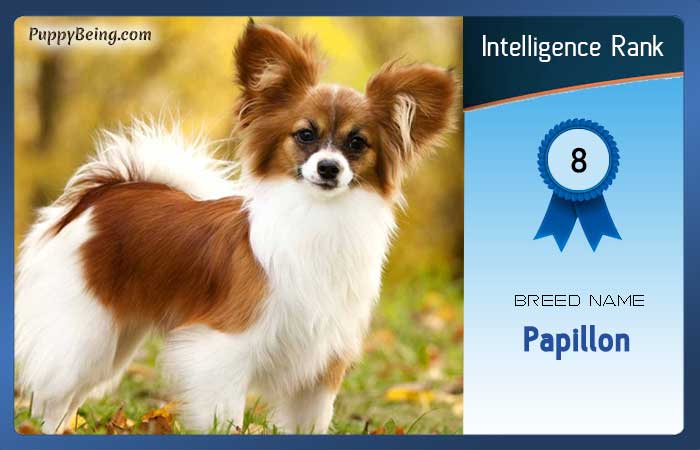 smartest dog breeds list intelligence rank 008 papillon