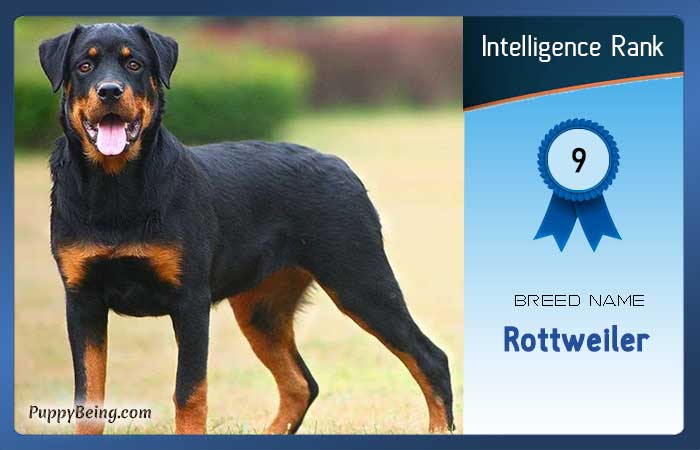 smartest dog breeds list intelligence rank 009 rottweiler