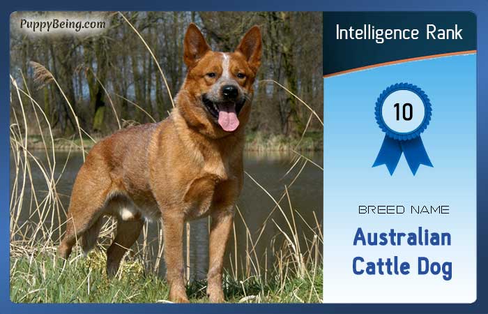 smartest dog breeds list intelligence rank 010 australian cattle dog