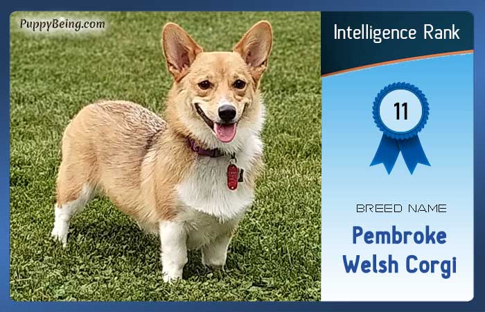 smartest dog breeds list intelligence rank 011 pembroke welsh corgi