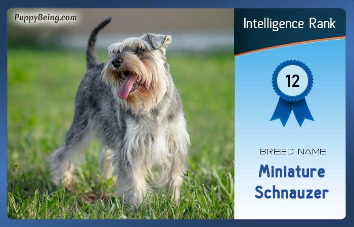 smartest dog breeds list intelligence rank 012 miniature schnauzer