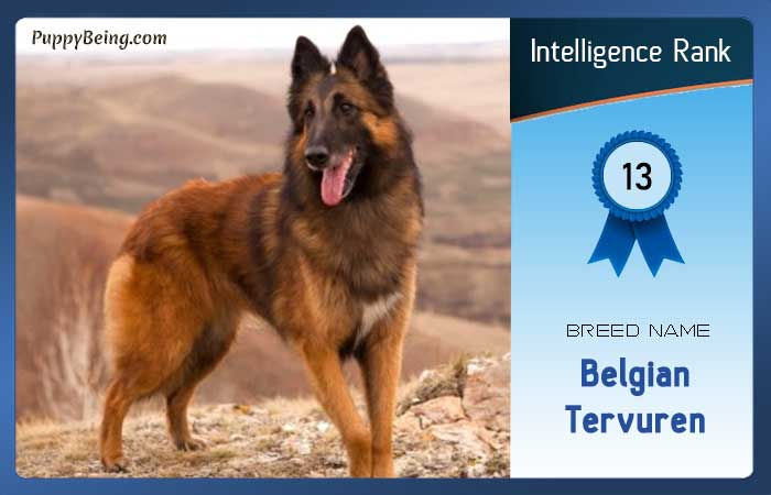 smartest dog breeds list intelligence rank 013 belgian tervuren
