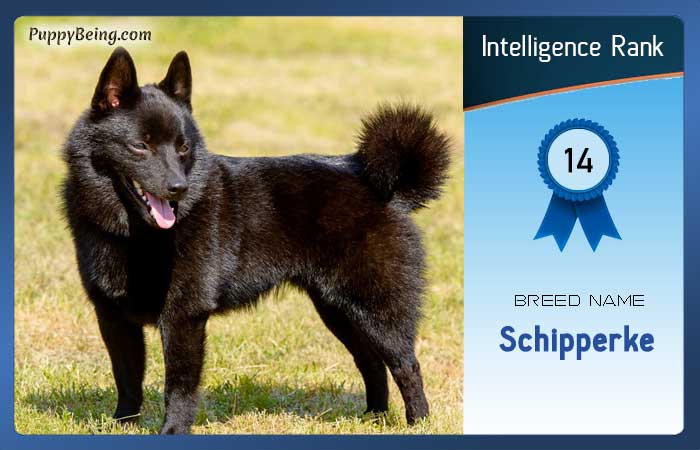 smartest dog breeds list intelligence rank 014 schipperke