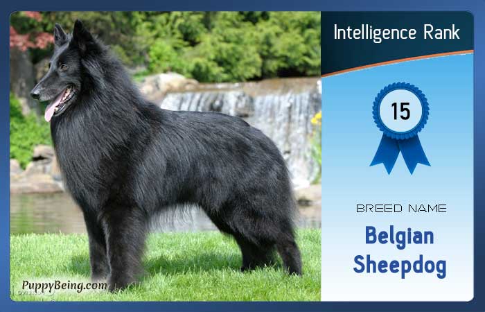 smartest dog breeds list intelligence rank 015 belgian sheepdog