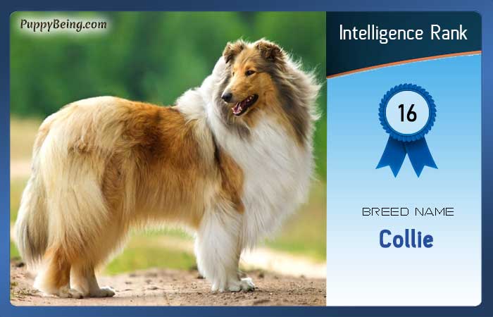 smartest dog breeds list intelligence rank 016 collie