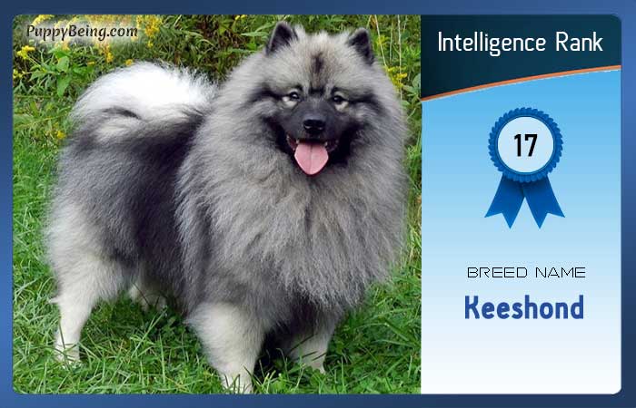 smartest dog breeds list intelligence rank 017 keeshond