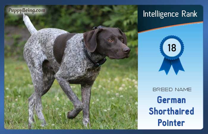 smartest dog breeds list intelligence rank 018 german shorthaired pointer