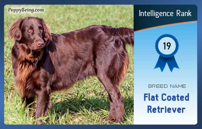 smartest dog breeds list intelligence rank 019 flat coated retriever