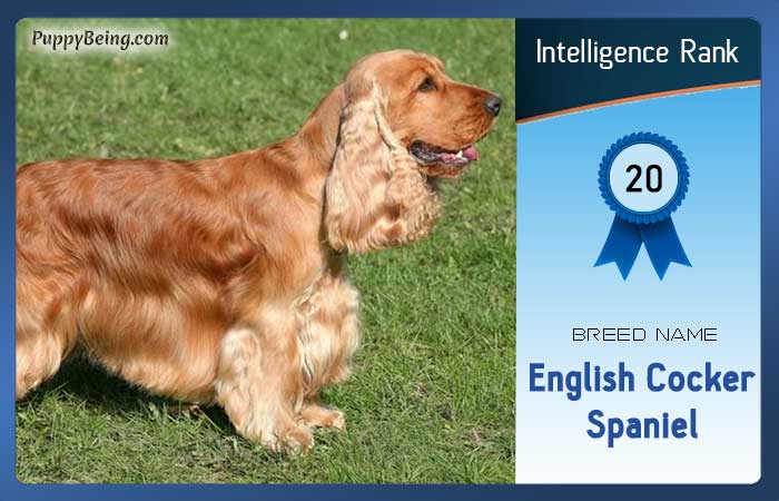 smartest dog breeds list intelligence rank 020 english cocker spaniel