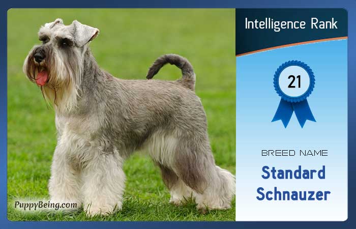 smartest dog breeds list intelligence rank 021 standard schnauzer