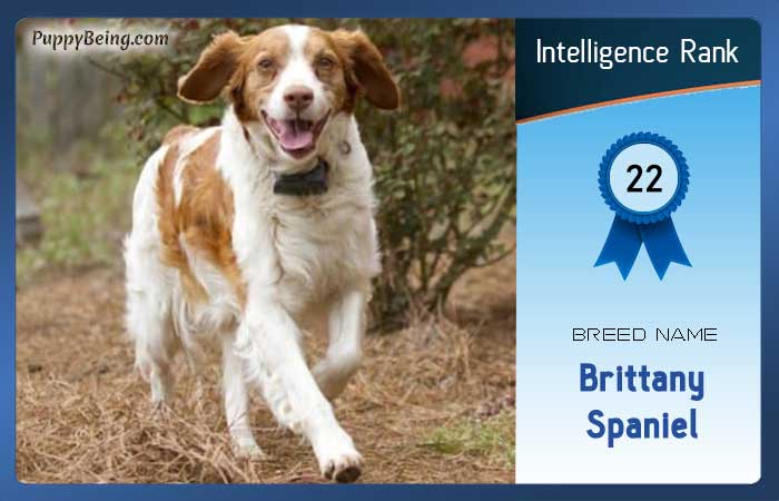 smartest dog breeds list intelligence rank 022 brittany spaniel