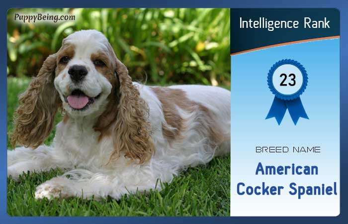 smartest dog breeds list intelligence rank 023 american cocker spaniel