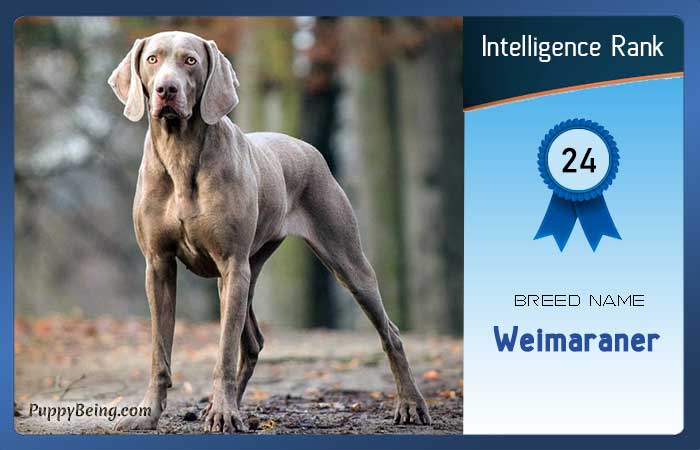 smartest dog breeds list intelligence rank 024 weimaraner