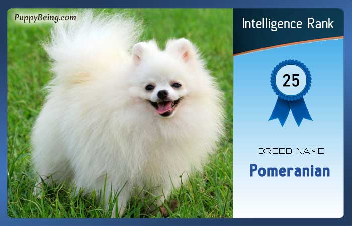 smartest dog breeds list intelligence rank 025 pomeranian