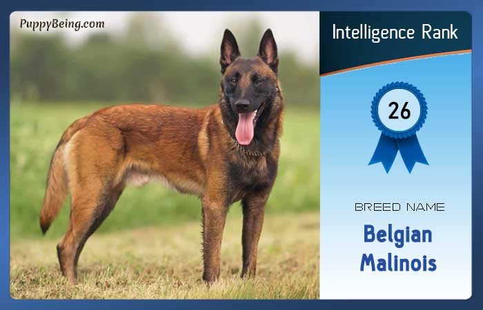 smartest dog breeds list intelligence rank 026 belgian malinois
