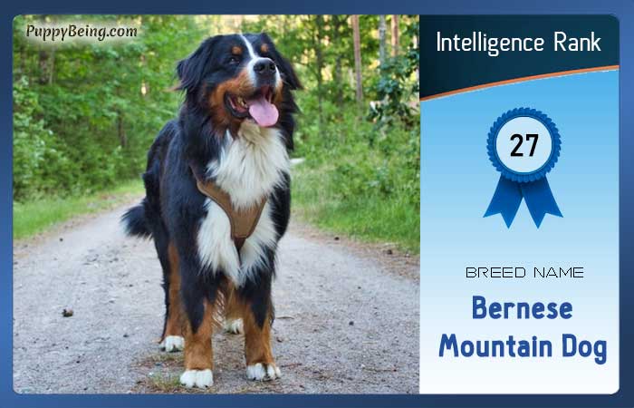 smartest dog breeds list intelligence rank 027 bernese mountain dog