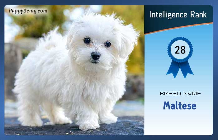 smartest dog breeds list intelligence rank 028 maltese