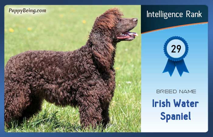 smartest dog breeds list intelligence rank 029 irish water spaniel