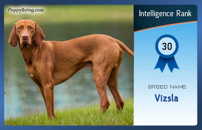smartest dog breeds list intelligence rank 030 vizsla
