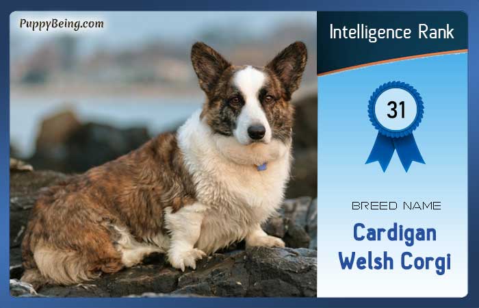 smartest dog breeds list intelligence rank 031 cardigan welsh corgi