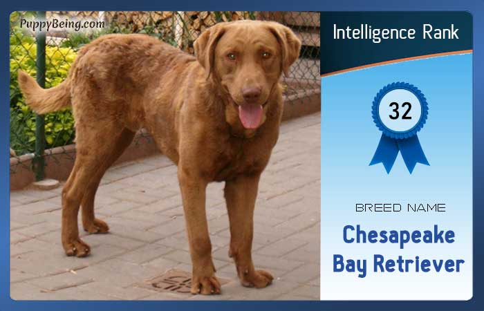 smartest dog breeds list intelligence rank 032 chesapeake bay retriever