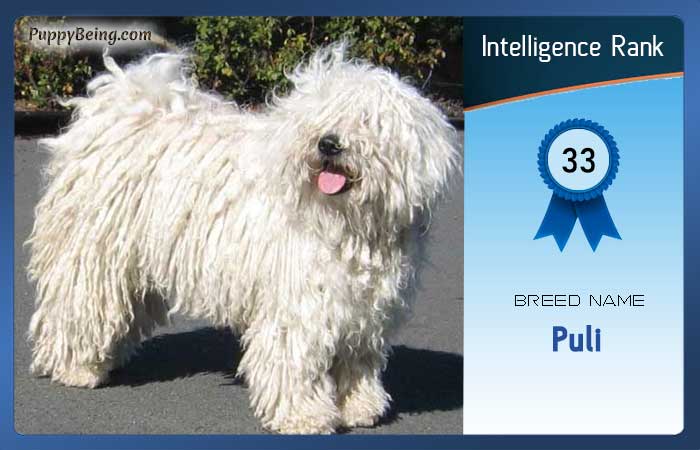 smartest dog breeds list intelligence rank 033 puli