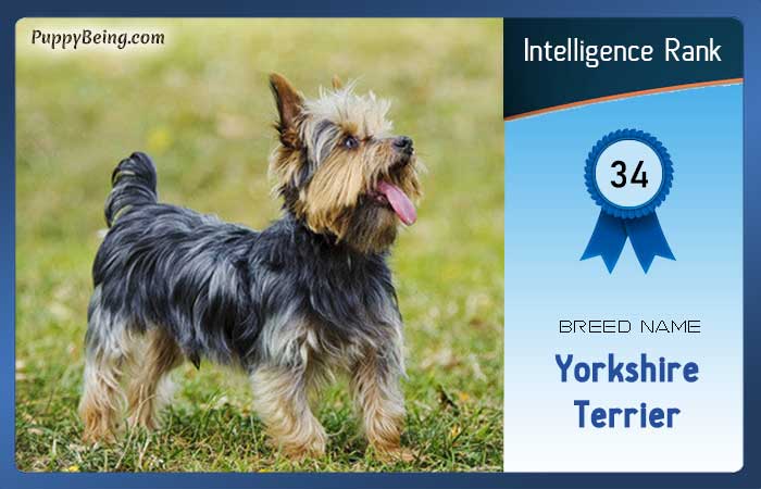 smartest dog breeds list intelligence rank 034 yorkshire terrier