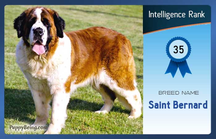 smartest dog breeds list intelligence rank 035 saint bernard