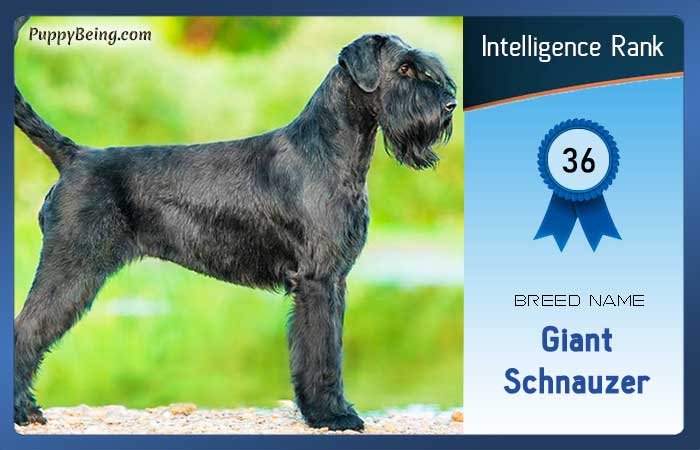 smartest dog breeds list intelligence rank 036 giant schnauzer