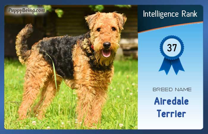 smartest dog breeds list intelligence rank 037 airedale terrier