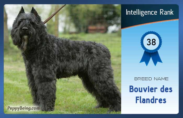 smartest dog breeds list intelligence rank 038 bouvier des flandres