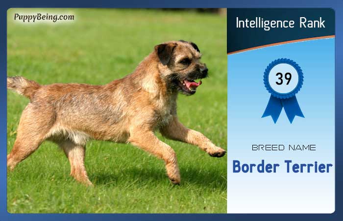 smartest dog breeds list intelligence rank 039 border terrier