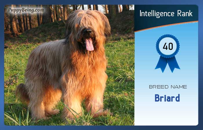 smartest dog breeds list intelligence rank 040 briard