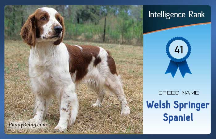 smartest dog breeds list intelligence rank 041 welsh springer spaniel