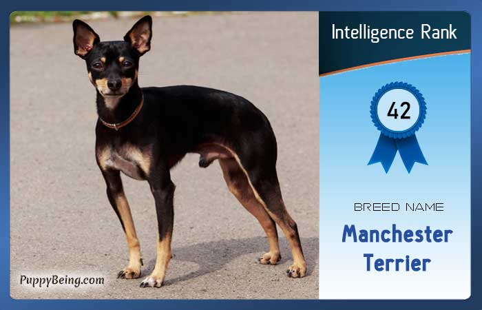 smartest dog breeds list intelligence rank 042 manchester terrier
