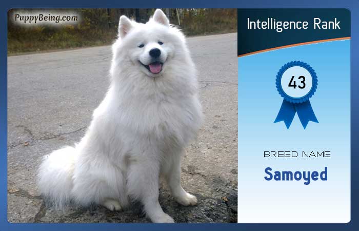 smartest dog breeds list intelligence rank 043 samoyed