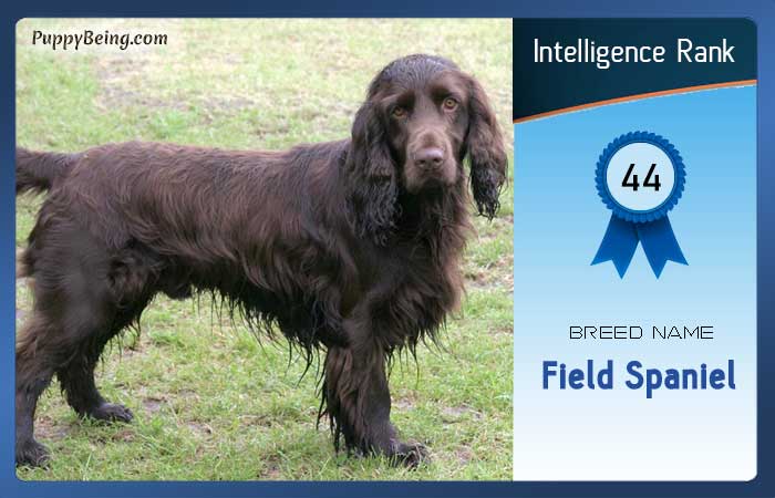 smartest dog breeds list intelligence rank 044 field spaniel