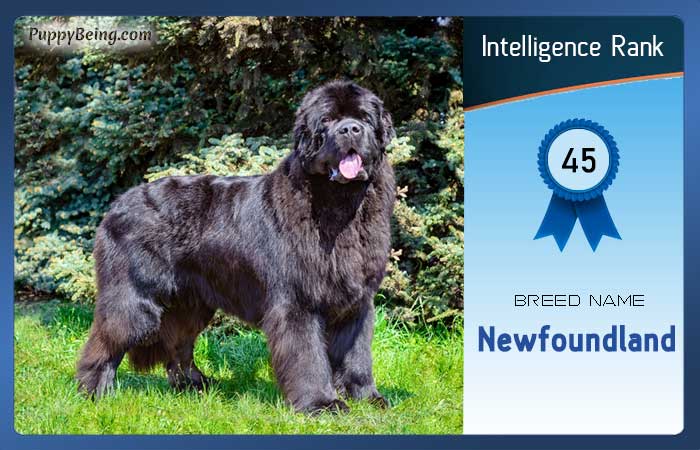 smartest dog breeds list intelligence rank 045 newfoundland