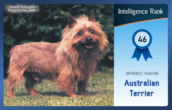 smartest dog breeds list intelligence rank 046 australian terrier