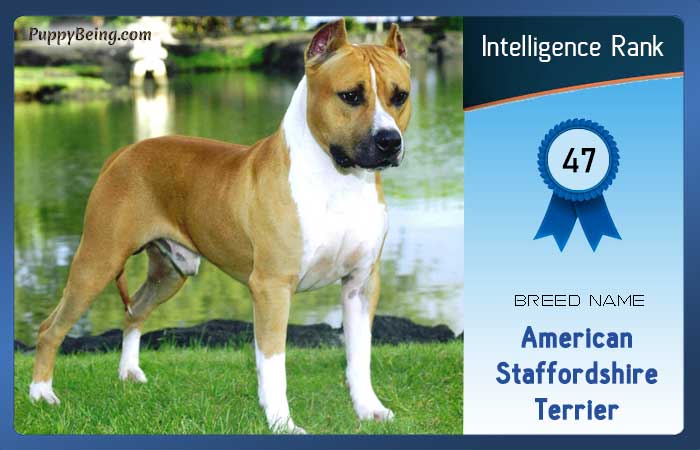 smartest dog breeds list intelligence rank 047 american staffordshire terrier