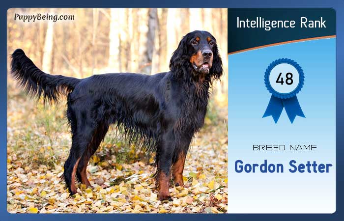 smartest dog breeds list intelligence rank 048 gordon setter