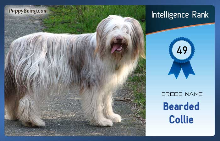 smartest dog breeds list intelligence rank 049 bearded collie