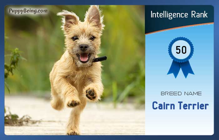 smartest dog breeds list intelligence rank 050 cairn terrier
