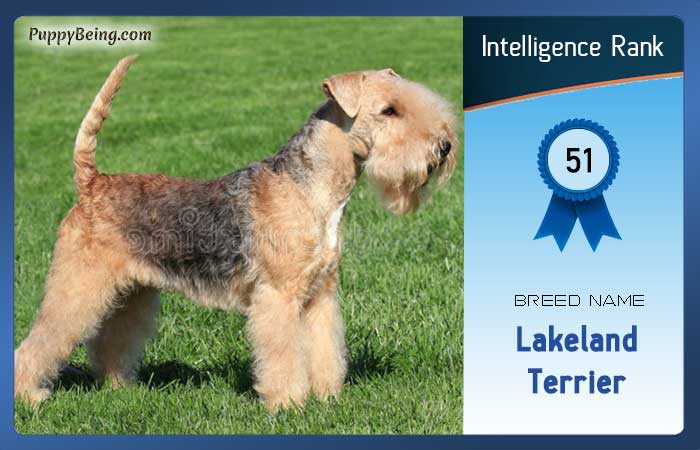 smartest dog breeds list intelligence rank 051 lakeland terrier