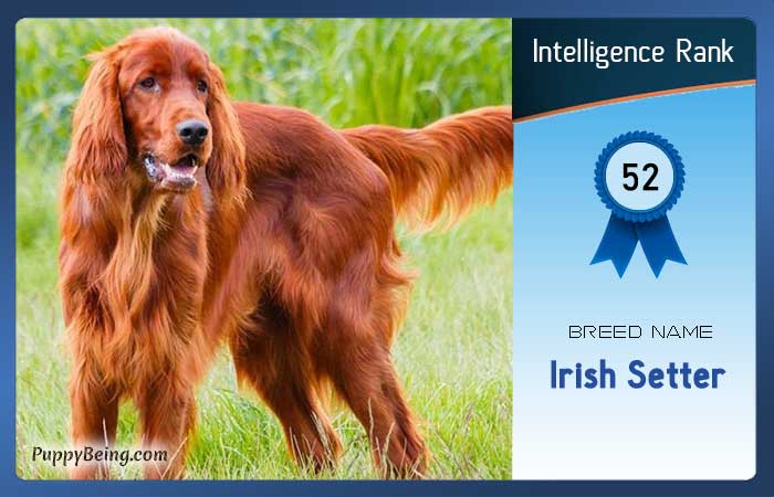 smartest dog breeds list intelligence rank 052 irish setter