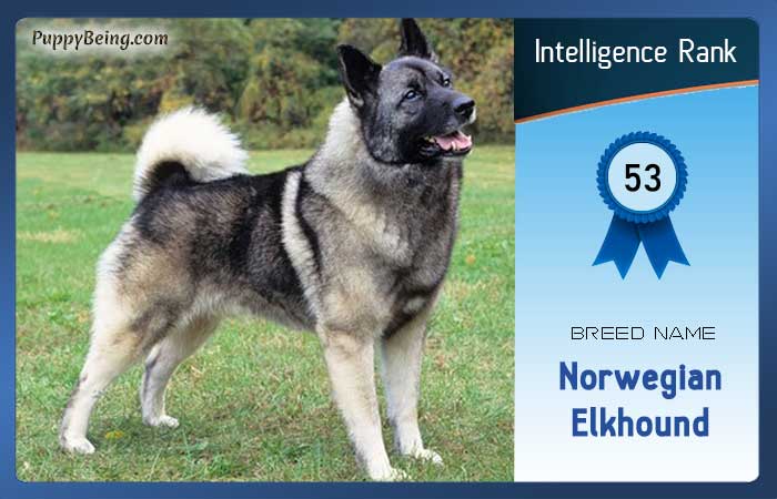 smartest dog breeds list intelligence rank 053 norwegian elkhound