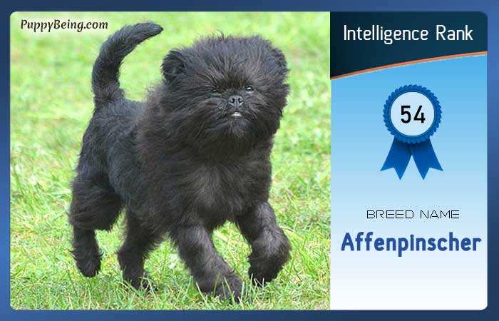 smartest dog breeds list intelligence rank 054 affenpinscher